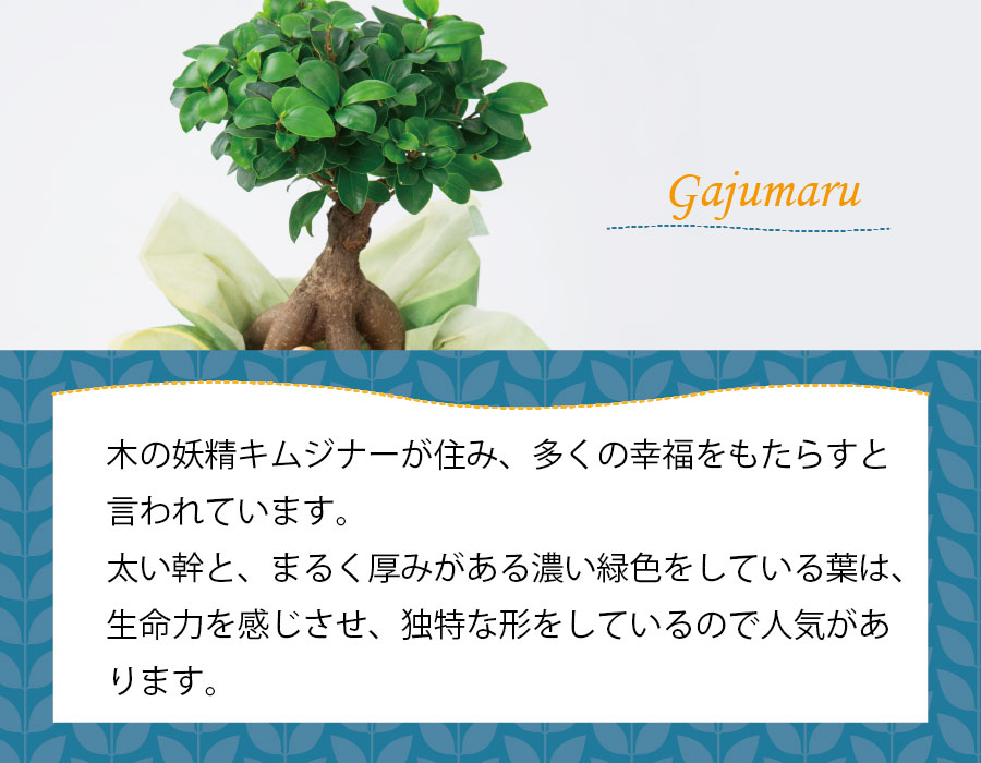 楽天市場 父の日 ギフト プレゼント 観葉植物 花 妖精の樹 ガジュマル 5号鉢植え レモンチーズケーキセット Fleur Town 吉本花城園