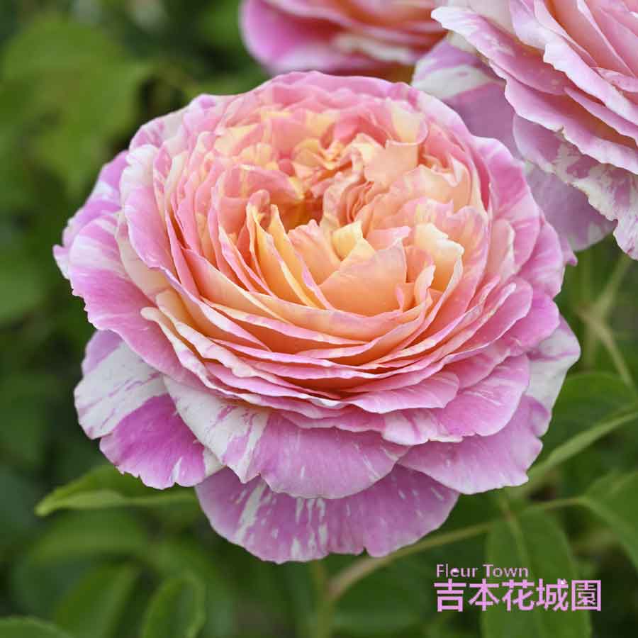 楽天市場】特選 バラ苗 ガブリエル 河本バラ園 ヘブンシリーズ