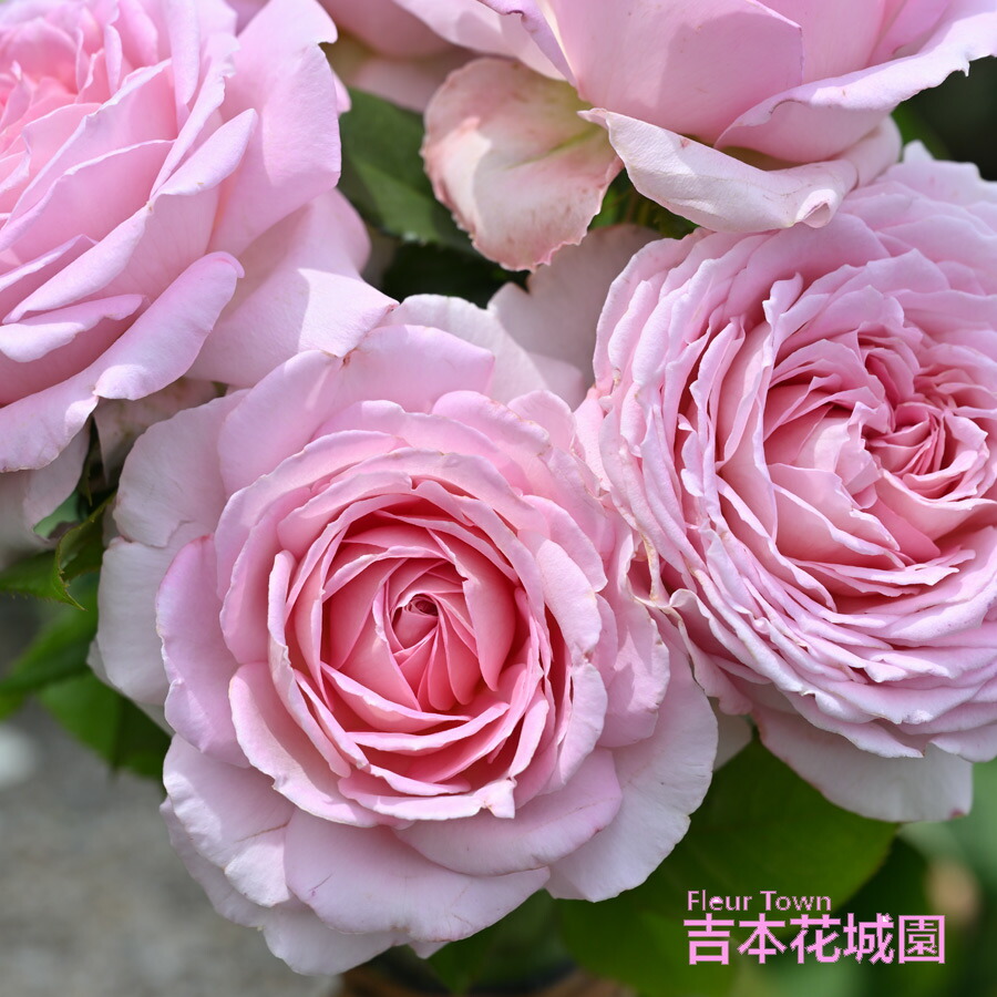 楽天市場】特選 バラ苗 ジャンヌ・ダルク ジャンヌダルク ヤンスペック