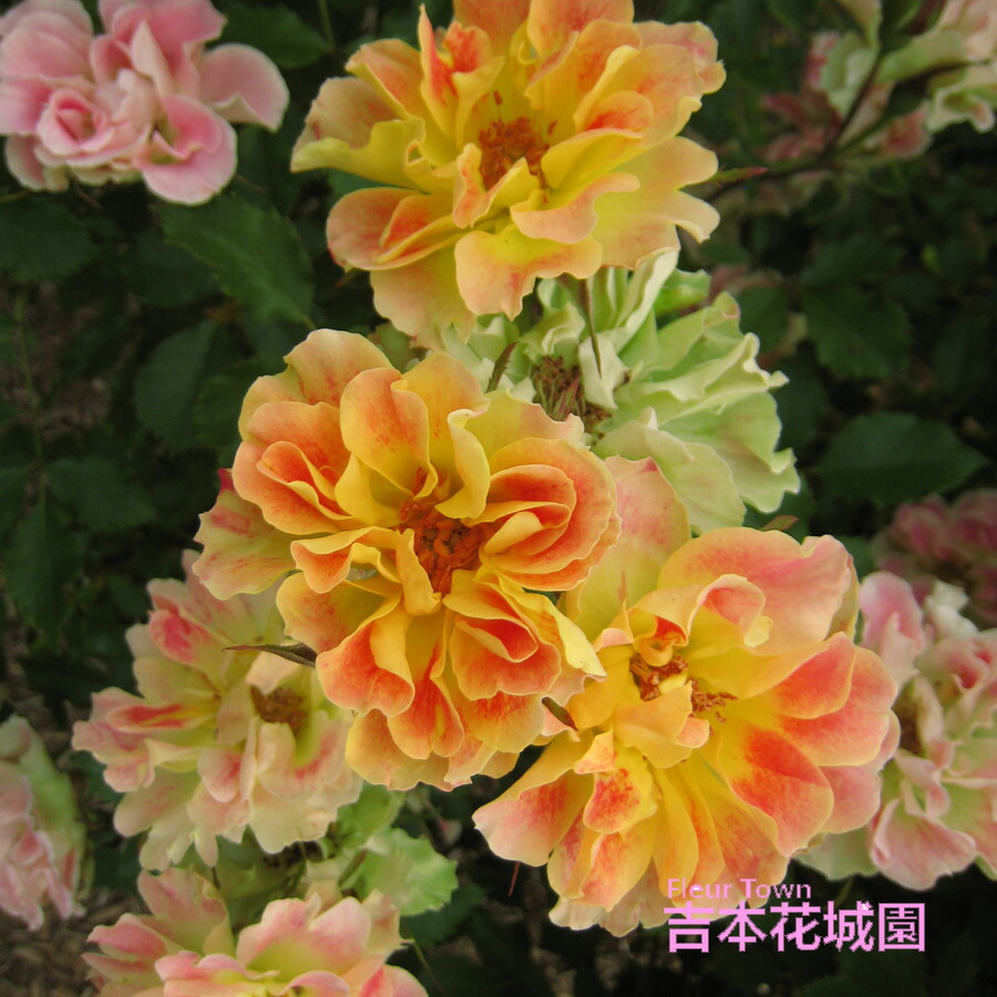 楽天市場】特選 バラ苗 ルイス・キャロル ルイスキャロル ロサオリエン