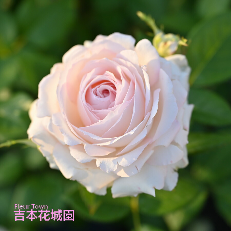 楽天市場】特選 バラ苗 ジャンヌ・ダルク ジャンヌダルク ヤンスペック