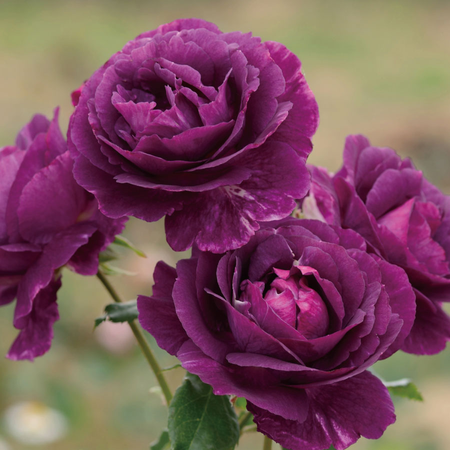 楽天市場】送料無料【ミステリューズ 6号鉢 秋開花株】鉢植え バラ