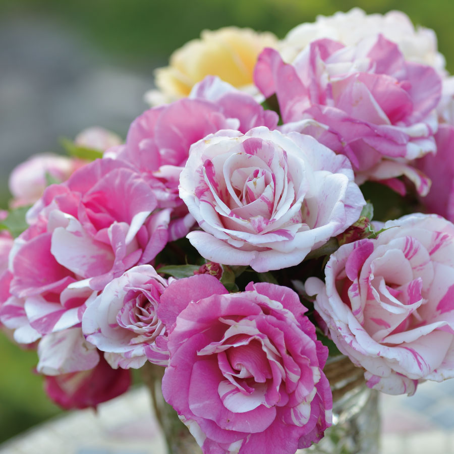 バラ苗 バランゴ ドリュ 木立性 四季咲き ソフトピンク バラ6号 Oswegocountybusiness Com