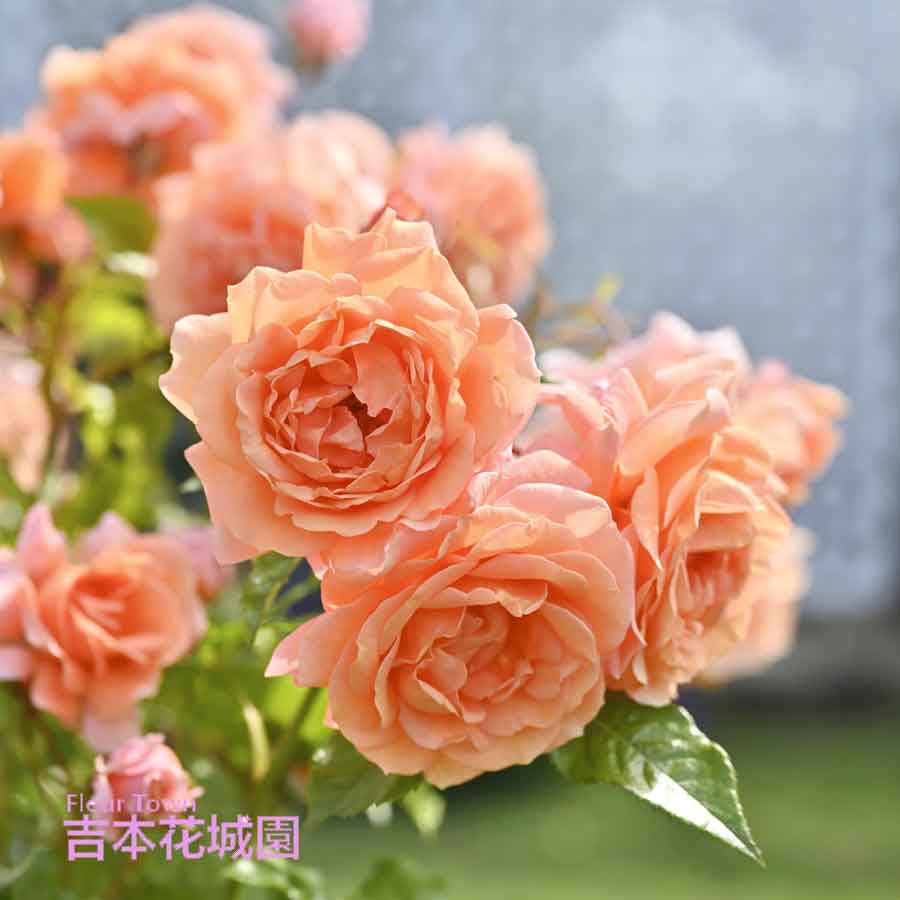 ろどまる　3wバラ売り 予約苗 バラ苗 【ローズうらら】 (大苗) フロリバンダ 四季咲き 中輪