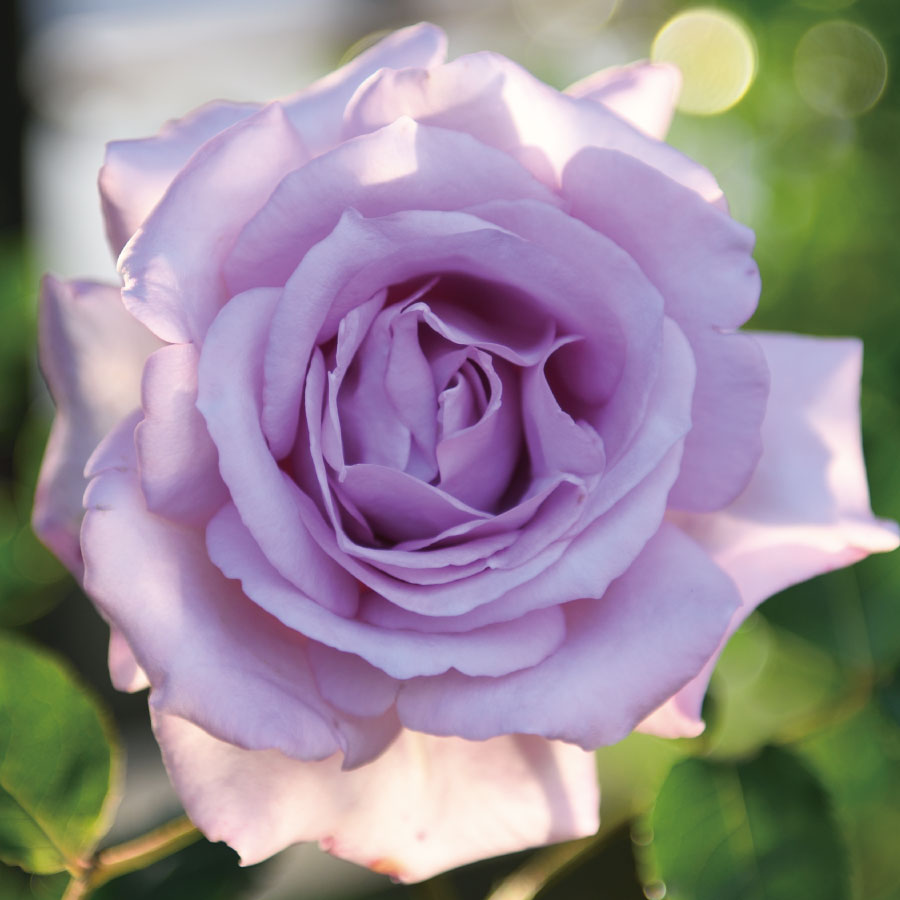 河本ばら園 ガブリエル バラ苗 8号鉢 Heaven Series 河本ばら園 ガブリエル バラ苗 8号鉢 Heaven Series