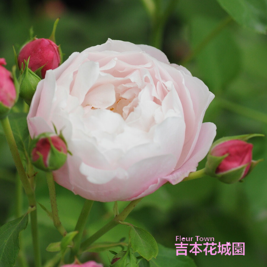 楽天市場】【予約品】 特選 バラ苗 プリュネル ローズ・ドゥ