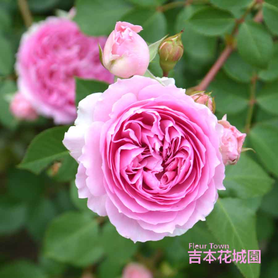 楽天市場】特選 バラ苗 ルイス・キャロル ルイスキャロル ロサオリエン