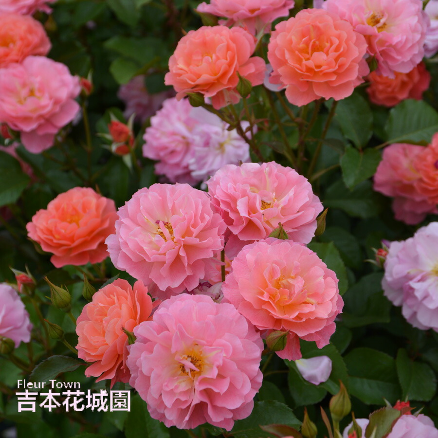 ルイスキャロル お姫様のような薔薇柄ワンピース ピュアなピンク色 ルイスキャロル お姫様のような薔薇柄ワンピース ピュアなピンク色