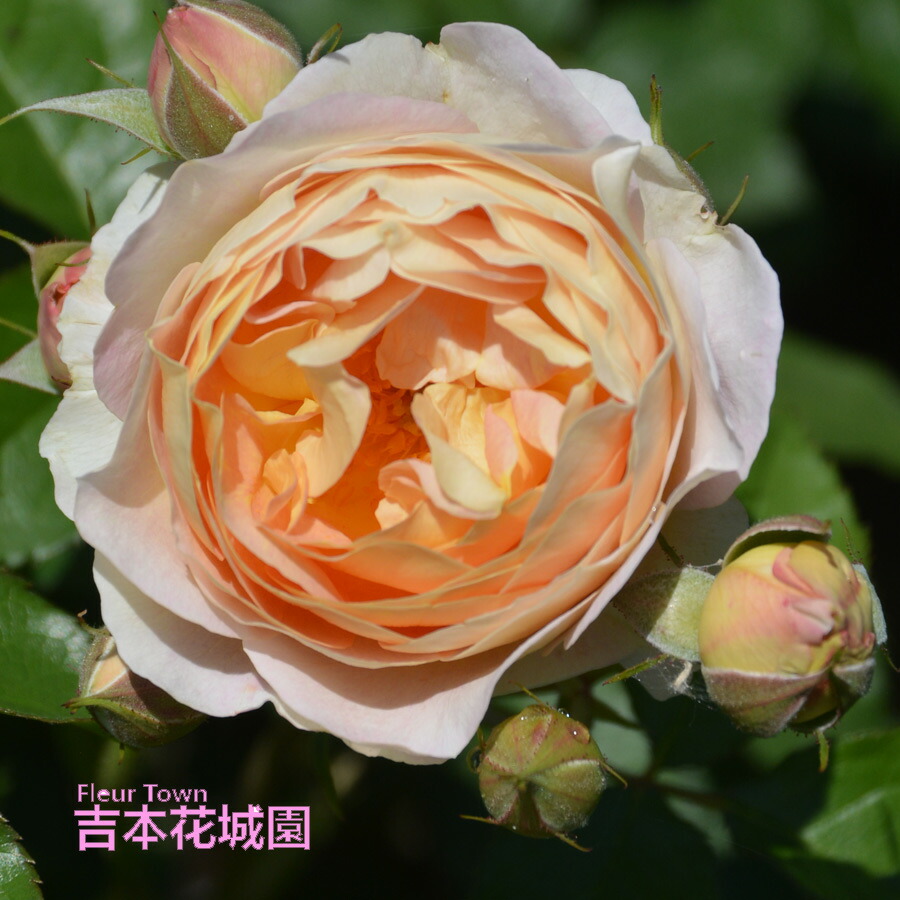 楽天市場】送料無料【サシェ 6号鉢大苗予約】鉢植え バラ 薔薇