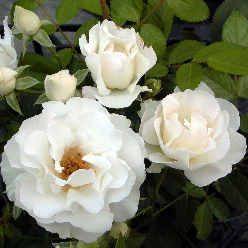 楽天市場 人気のバラの大苗 イングリッシュローズなど ツルバラ クライミングローズ Fleur Town 吉本花城園