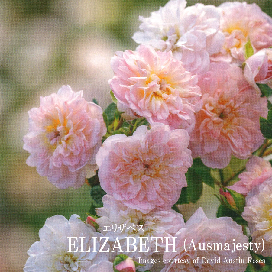 楽天市場】バラ苗 イングリッシュローズ大苗 ジェームズ・L