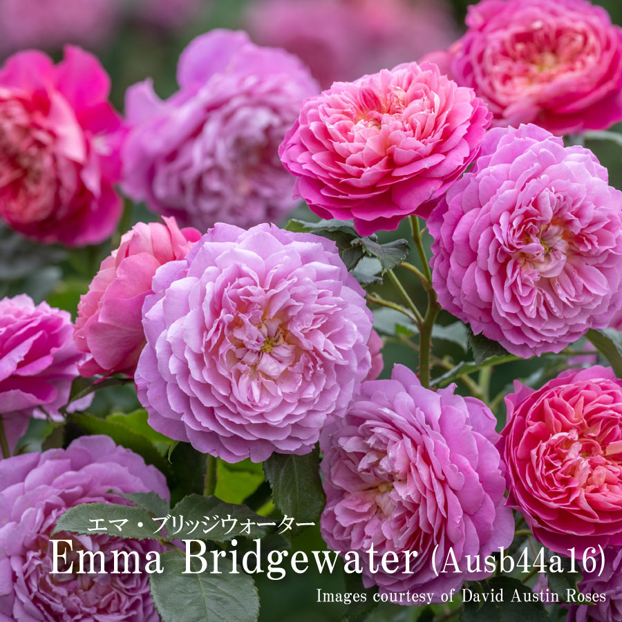 楽天市場】バラ苗 イングリッシュローズ大苗 プリンセス・アン バラ