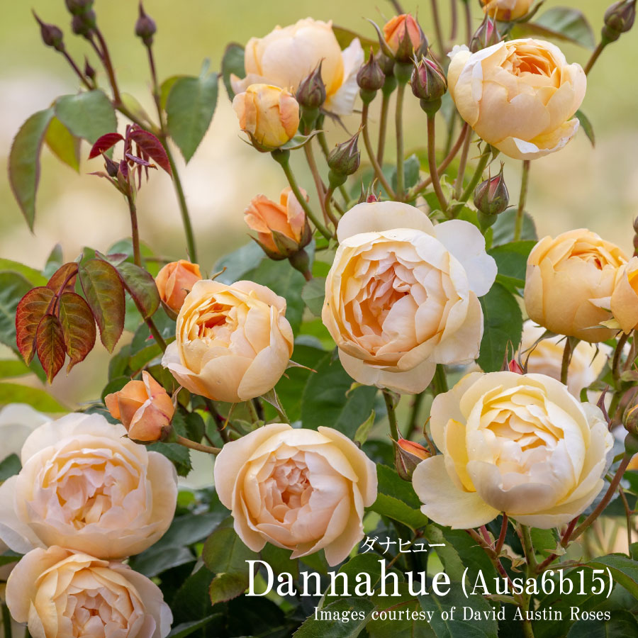 ひろココ♡さま専用 イングリッシュローズ苗 ひろココ♡さま専用 イングリッシュローズ苗 イングリッシュ