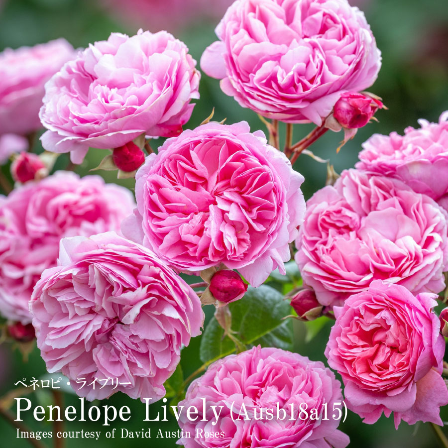 楽天市場】【2025年入荷なし】 バラ苗 イングリッシュローズ大苗