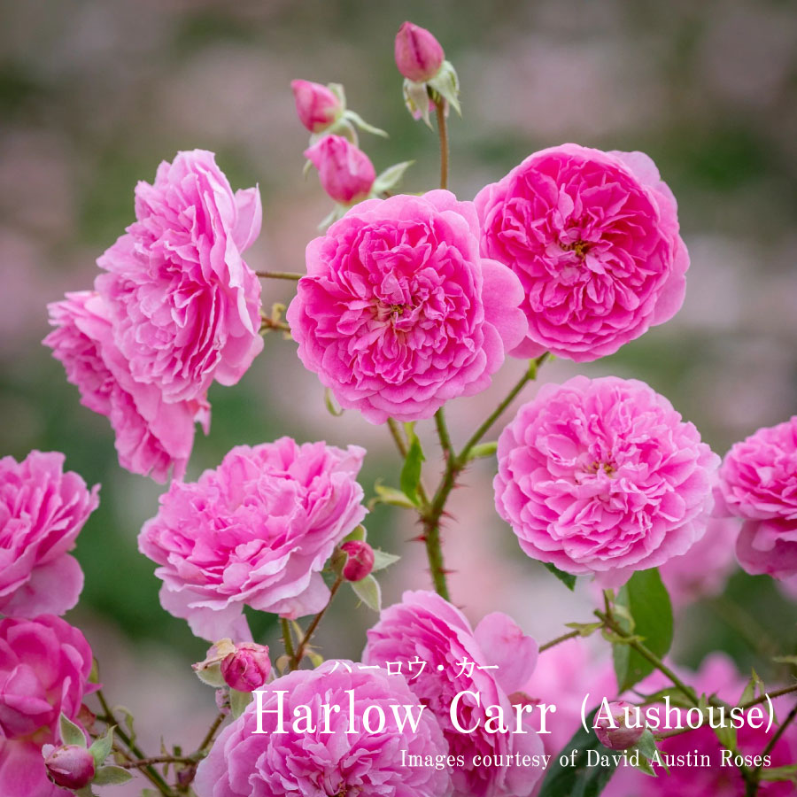 楽天市場】【予約品】 バラ苗イングリッシュローズ大苗 ジュード・ジ