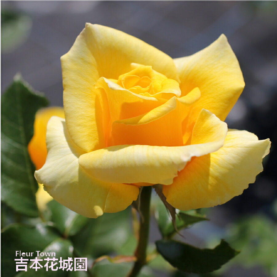 楽天市場】バラ苗 マダムイサークぺレール （マダムイザアックペレール