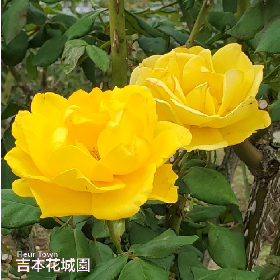 バラの花 京成バラ園芸(株)バラ営業部 | 2024年 切バラ新品種のご紹介⑤