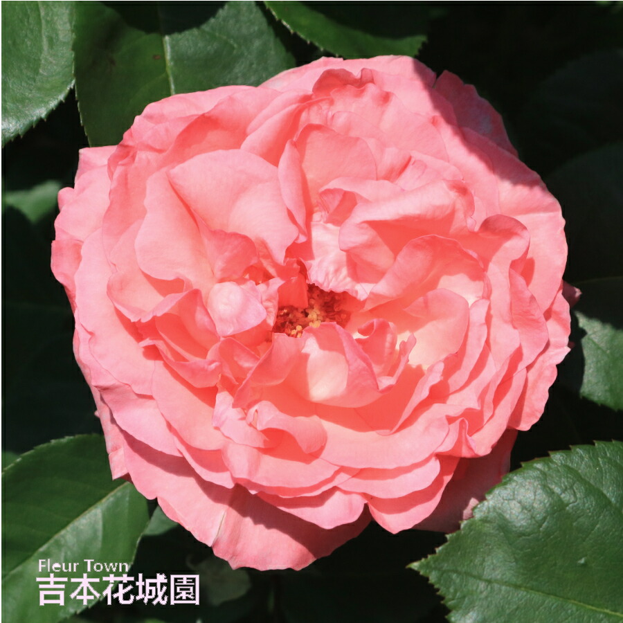 楽天市場】バラ苗 シャーコック ハイブリッドティー ローズ 橙系 2年生