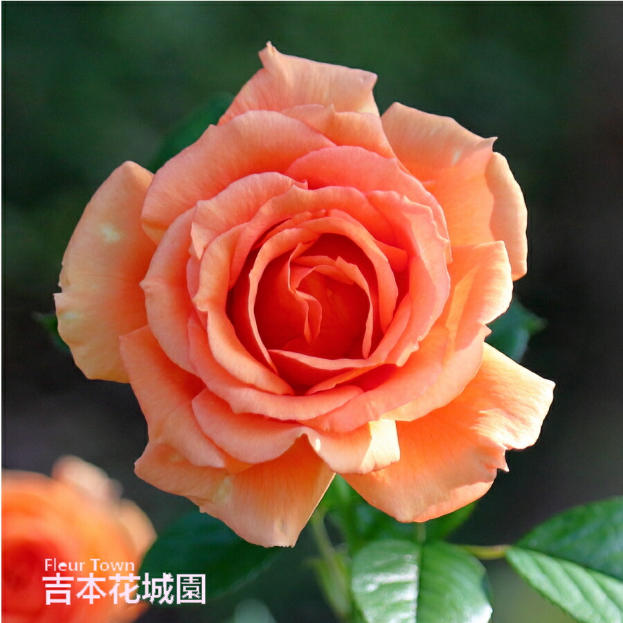 楽天市場】バラ苗 ニコロパガニーニ フロリバンダ ローズ 赤系 2年生