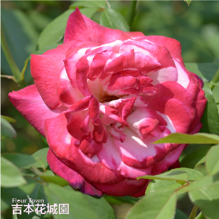 バラ　レオナルド・デイル バラ レオナルド・デイル バラ レオナルド ダ ヴィンチ｜ROSE