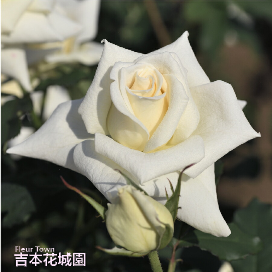 楽天市場】【予約】 バラ苗 ホワイトクリスマス ハイブリッド