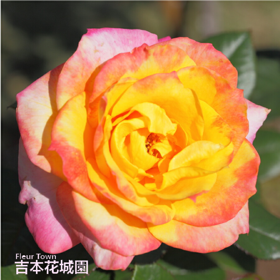 楽天市場】バラ苗 ヒストリー ハイブリッドティー ローズ ピンク系 2