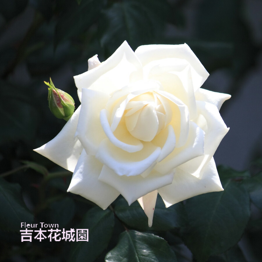 楽天市場】【早割予約中】 バラ苗 フラウカールドルシュキ つる