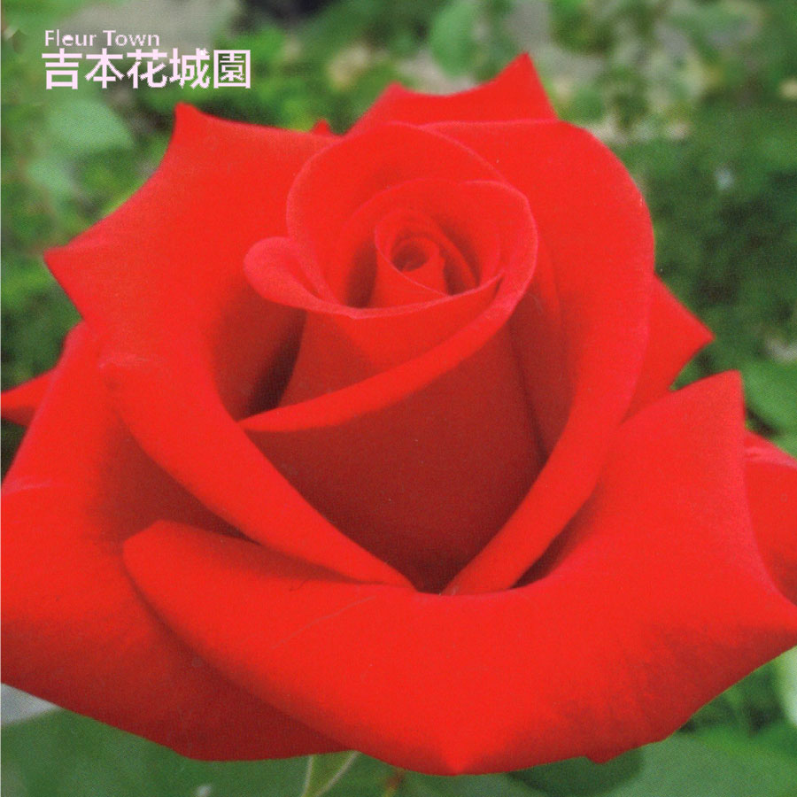 楽天市場】特選 バラ苗 コフレ 河本バラ園 ローズ・ドゥ・メルス