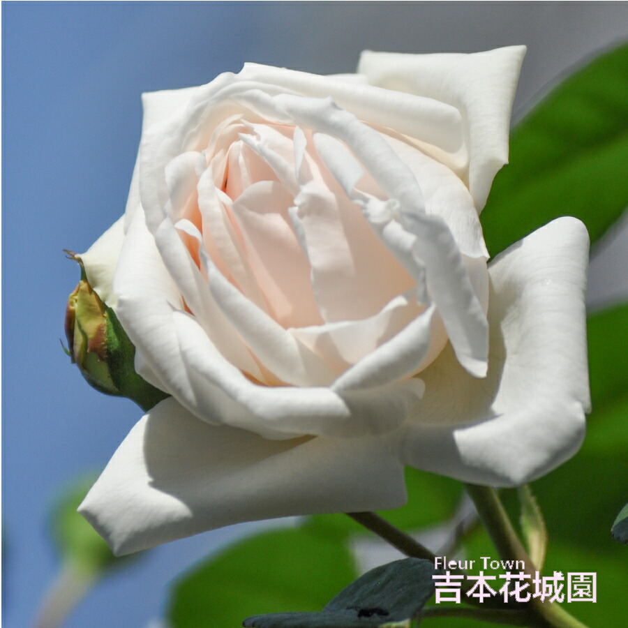 楽天市場】バラ苗 サマースノー つるバラ クライミング 白系 ローズ 2