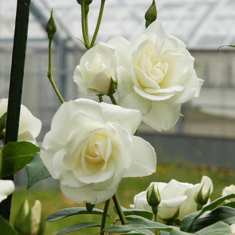 楽天市場 バラ専用 １０号鉢 バラ鉢に植えてお届け リッチェル プラ製 容量約11リットル 同梱不可 植替え Fleur Town 吉本花城園