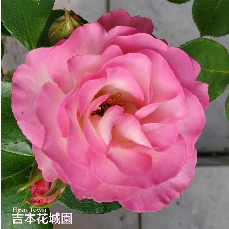 楽天市場】バラ苗 マダムイサークぺレール （マダムイザアックペレール