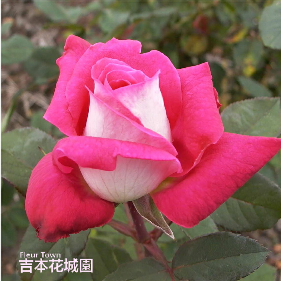「ベティ」切り花品種バラ苗　レアバラ　2点 19334_1.jpg