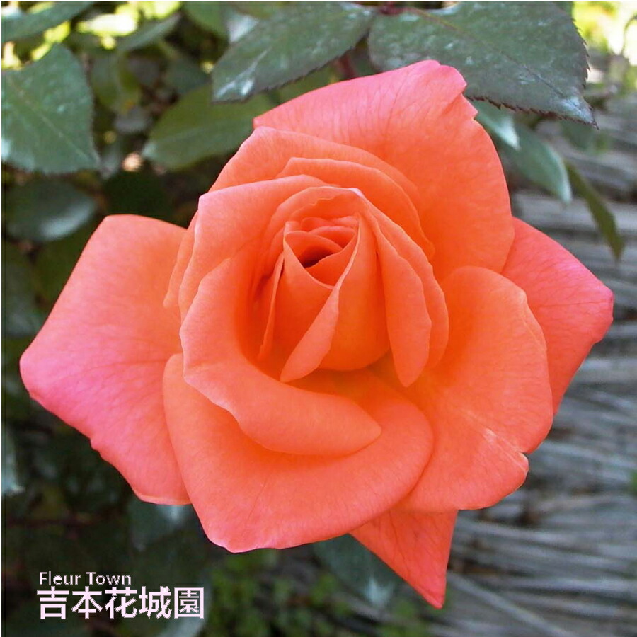 楽天市場】【予約】 バラ苗 サマーレディ ハイブリッドティー ローズ