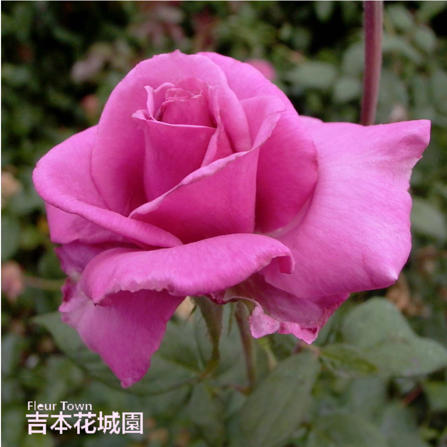 楽天市場】薔薇 苗 四季咲き大輪C 2年生 接ぎ木苗