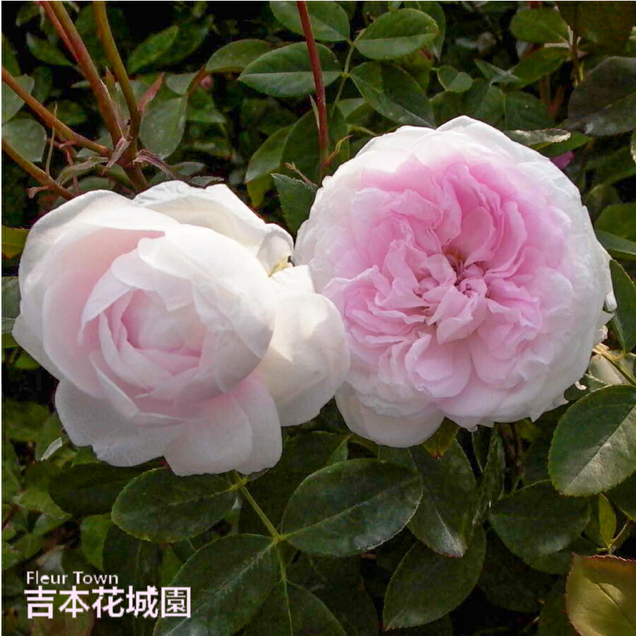 楽天市場】【2025年入荷なし】 バラ苗 イングリッシュローズ大苗