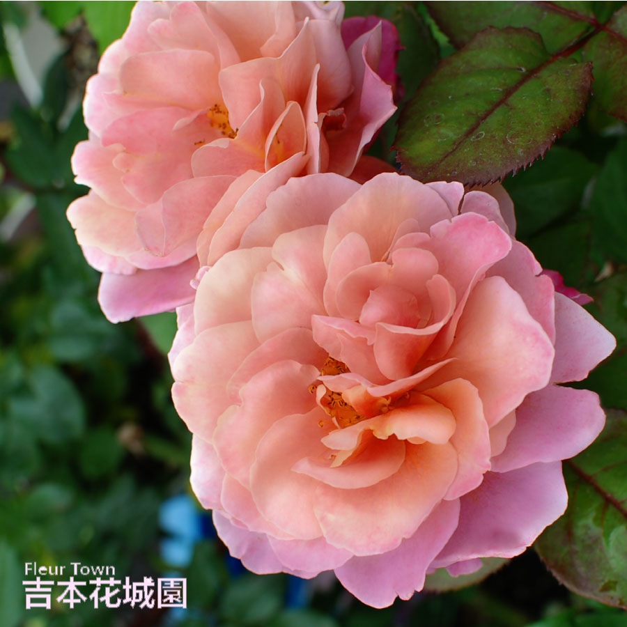 ルノアール　【バラ】 オウギュスト・ルノアール（大苗）7号鉢植え バラ苗 四季咲き