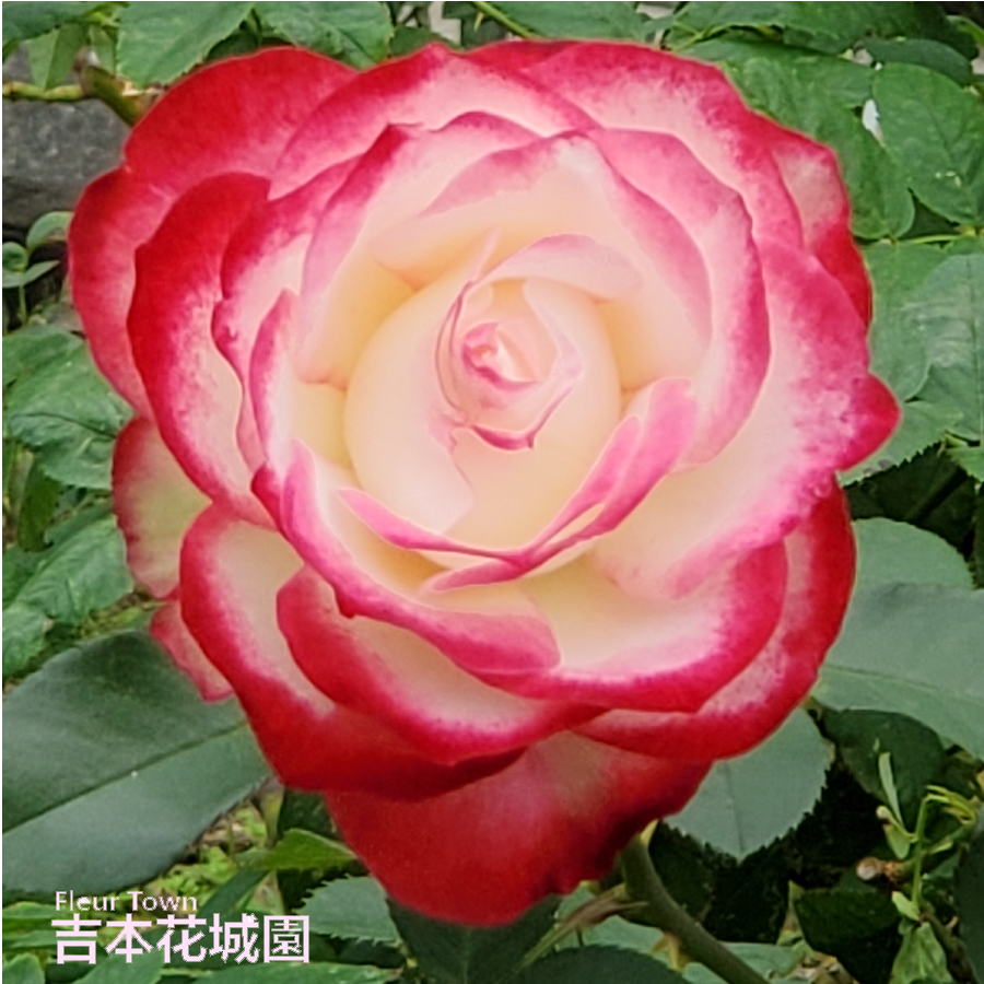 薔薇✕2 楽天市場】【早割予約中】 バラ苗 パパメイアン ハイブリッド