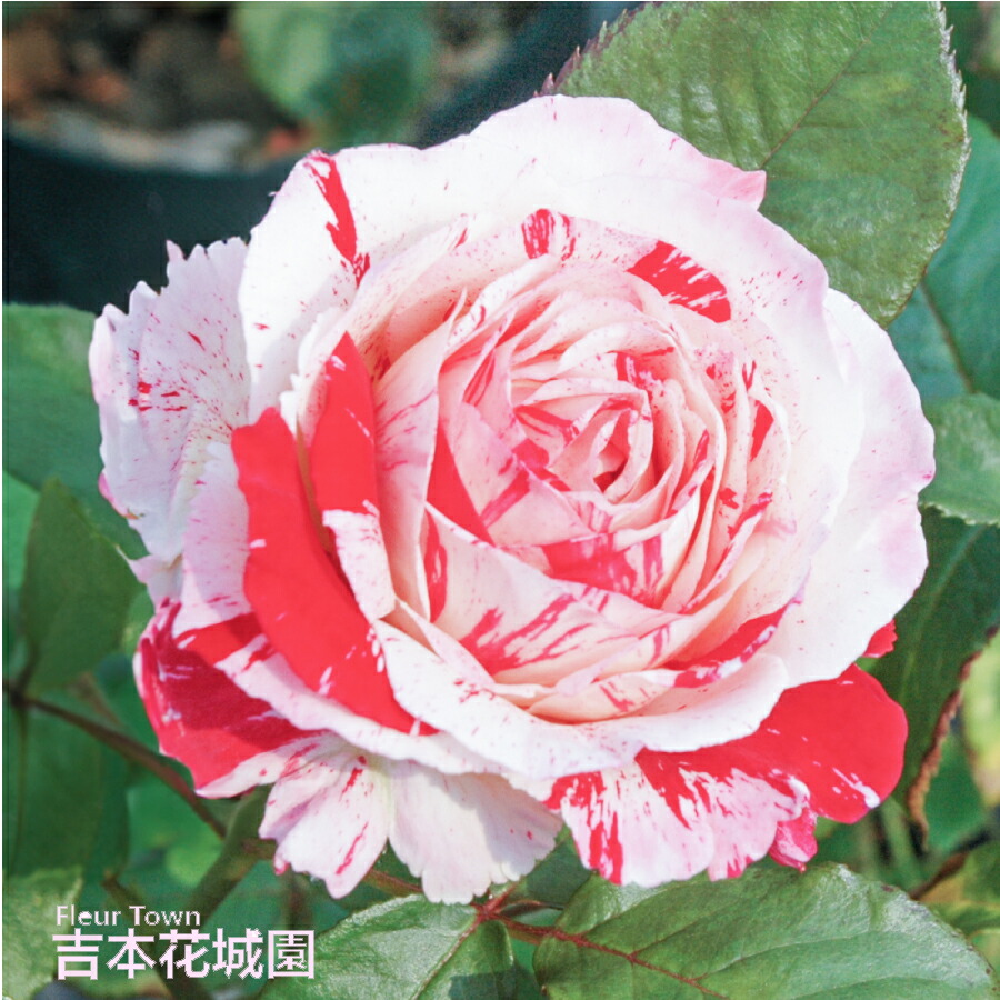 楽天市場】バラ苗 ポールネイロン オールド ローズ ピンク系 2年生