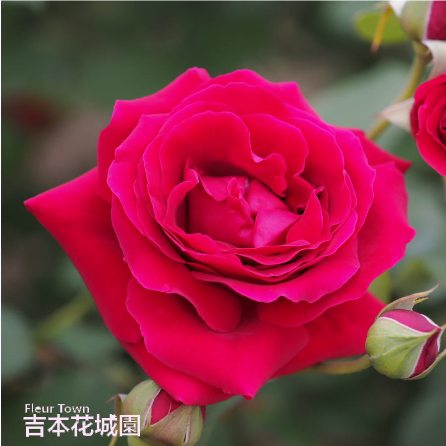 薔薇✕2 ことり隊長 on X: 
