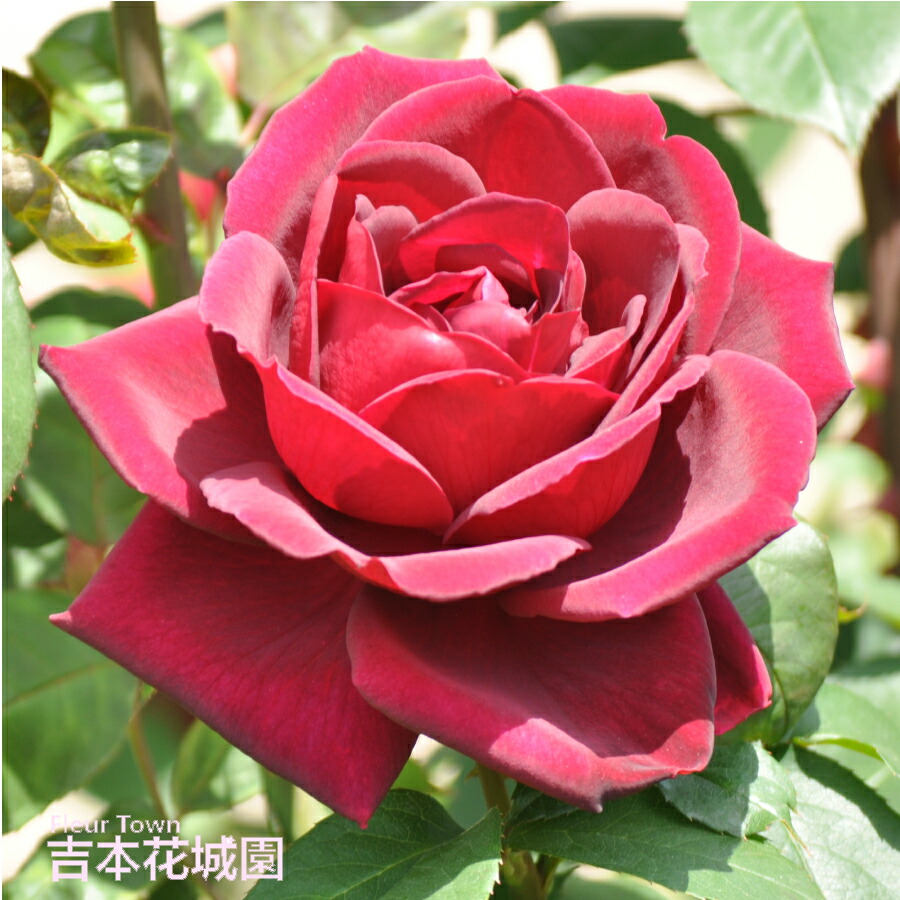 楽天市場】【早割予約中】 バラ苗 ホワイトクリスマス