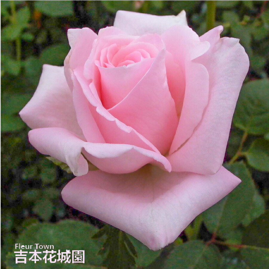 「ベティ」切り花品種バラ苗　レアバラ　2点 ベティ」切り花品種バラ苗 レアバラ 2点 切り花品種バラ苗