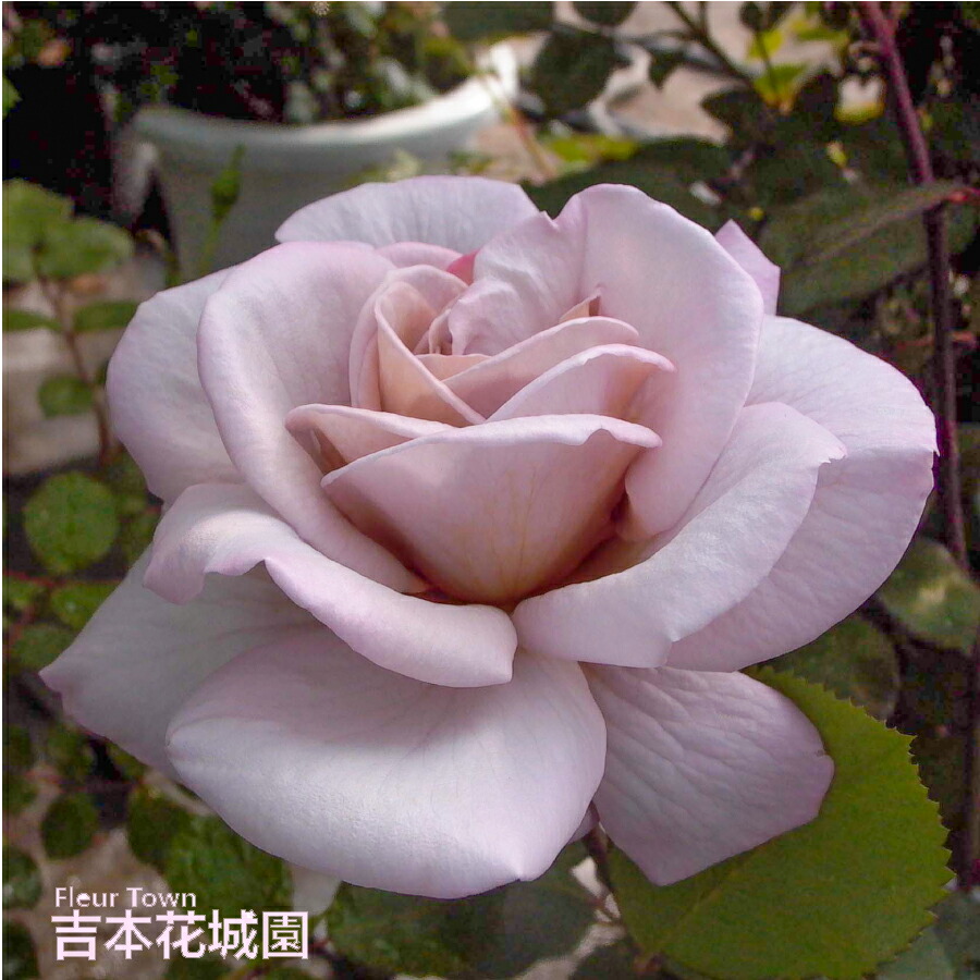 楽天市場】バラ苗 ホットココア フロリバンダ ローズ 茶色系 2年生