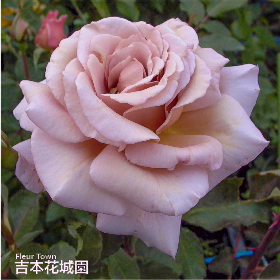 楽天市場】バラ苗 アフロディーテ ハイブリッドティー ローズ ピンク系