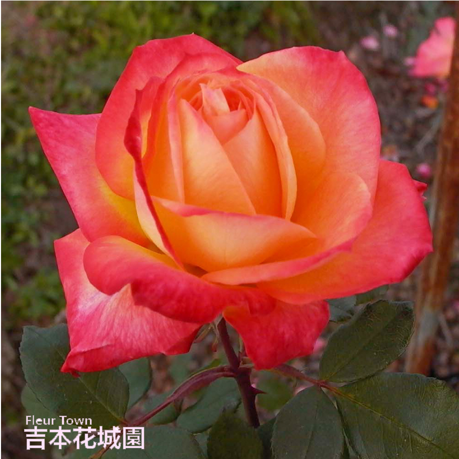 ⭐︎バラ売り1枚1500円⭐︎龍宮城 秘密少年 2L ゆめデリバリー | youme delivery - ゆめタウン公式ネット