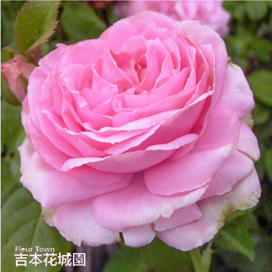 楽天市場】バラ苗 ヘンリーフォンダ ハイブリッドティー ローズ 黄色系