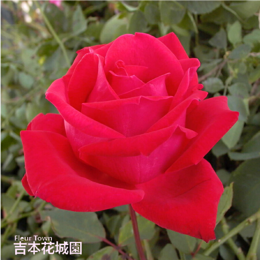 楽天市場】【予約】 バラ苗 パパメイアン ハイブリッドティー ローズ