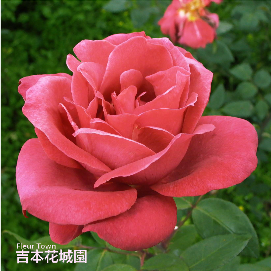 楽天市場】【早割予約中】 バラ苗 黒真珠 （くろしんじゅ