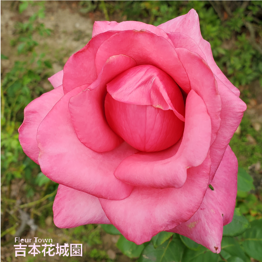 楽天市場】バラ苗 ベッティーナ （ベッティナー） ハイブリッドティー