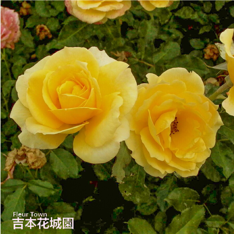 楽天市場】バラ苗 ヘンリーフォンダ ハイブリッドティー ローズ 黄色系