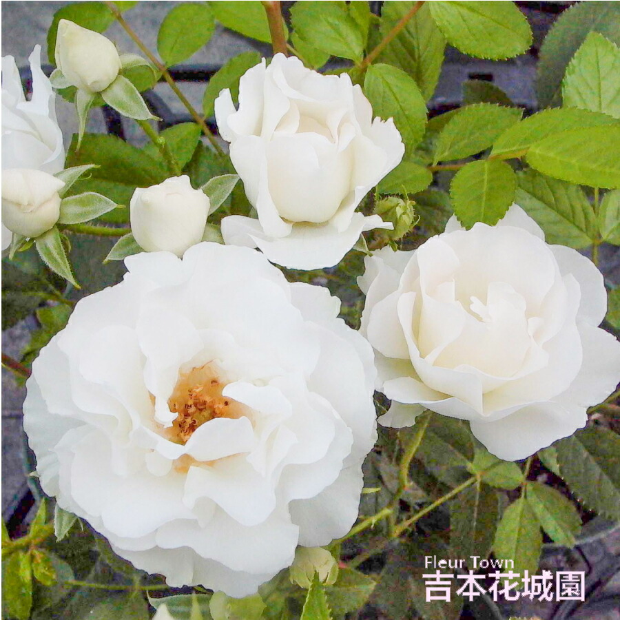 楽天市場】【2025年入荷なし】 2年生 バラ苗 プリンセスオブウェールズ